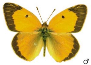 oranžais dzeltenis attēls