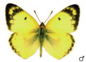 Colias hyale (Linnaeus, 1758) attēls