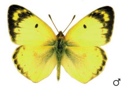 Colias hyale (Linnaeus, 1758) attēls