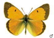 Colias myrmidone (Esper, 1780) attēls