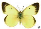 Colias palaeno (Linnaeus, 1761) attēls