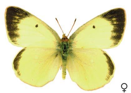 Colias palaeno (Linnaeus, 1761) attēls