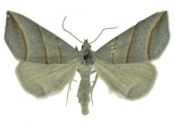 Colobochyla salicalis (Denis & Schiffermüller, 1775) attēls