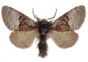 Colocasia coryli (Linnaeus, 1758) attēls