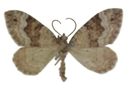 Colostygia aptata (Hübner, 1813) attēls