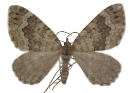Colostygia olivata (Denis & Schiffermüller, 1775) attēls