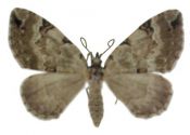 Colostygia pectinataria (Knoch, 1781) attēls