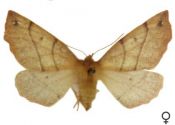 Colotois pennaria (Linnaeus, 1761) attēls