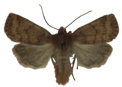 Conistra vaccinii (Linnaeus, 1758) attēls