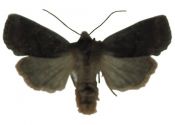  attēls
