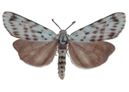 Coscinia cribraria (Linnaeus, 1758) attēls