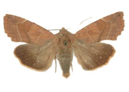 Cosmia affinis (Linnaeus, 1767) attēls