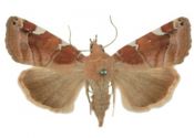 Cosmia diffinis (Linnaeus, 1767) attēls