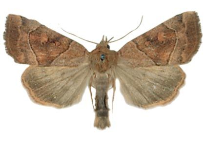 Cosmia trapezina (Linnaeus, 1758) attēls