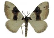 Cosmorhoe ocellata (Linnaeus, 1758) attēls