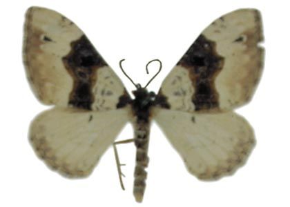 Cosmorhoe ocellata (Linnaeus, 1758) attēls