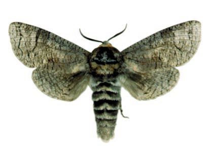 Cossus cossus (Linnaeus, 1758) attēls