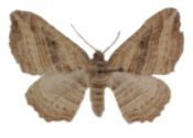 Costaconvexa polygrammata (Borkhausen, 1794) attēls