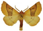 Crocallis elinguaria (Linnaeus, 1758) attēls