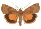 Cryptocala chardinyi (Boisduval, 1829) attēls