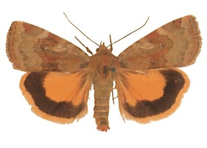 Cryptocala chardinyi (Boisduval, 1829) attēls