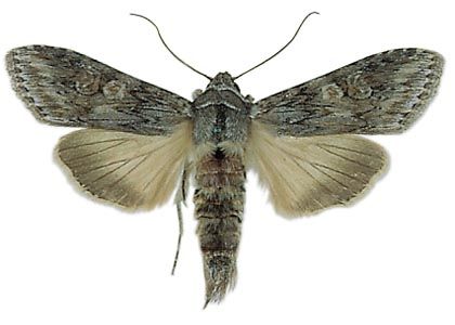 Cucullia artemisiae (Hufnagel, 1766) attēls