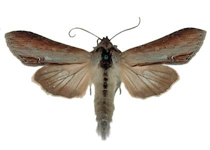 Cucullia asteris (Denis & Schiffermüller, 1775) attēls