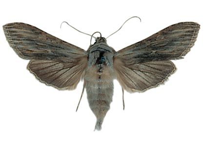 Cucullia chamomillae (Denis & Schiffermüller, 1775) attēls