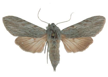 Cucullia lactucae (Denis & Schiffermüller, 1775) attēls