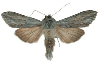 Cucullia praecana Eversmann, 1843 attēls