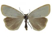 Cybosia mesomella (Linnaeus, 1758) attēls