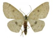 Cyclophora albipunctata (Hufnagel, 1767) attēls