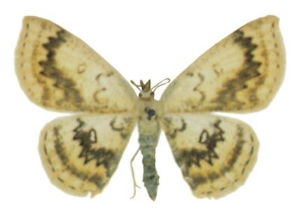 Cyclophora annularia (Fabricius, 1775) attēls