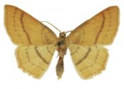 Cyclophora linearia (Hübner, 1799) attēls