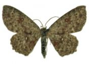 Cyclophora pendularia (Clerck, 1759) attēls