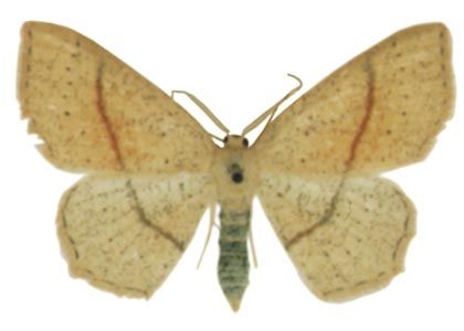 Cyclophora punctaria (Linnaeus, 1758) attēls
