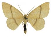 Cyclophora quercimontaria (Bastelberger, 1897) attēls