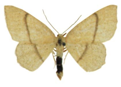 Cyclophora quercimontaria (Bastelberger, 1897) attēls