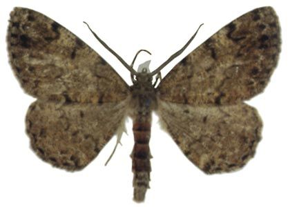 Deileptenia ribeata (Clerck, 1759) attēls