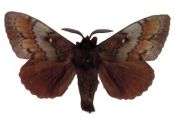 Dendrolimus pini (Linnaeus, 1758) attēls