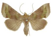 Diachrysia chrysitis (Linnaeus, 1758) attēls