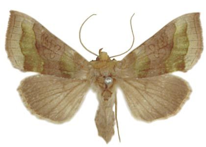 Diachrysia chrysitis (Linnaeus, 1758) attēls