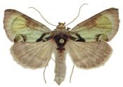 Diachrysia zosimi (Hübner, 1822) attēls