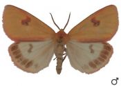 Diacrisia sannio (Linnaeus, 1758) attēls