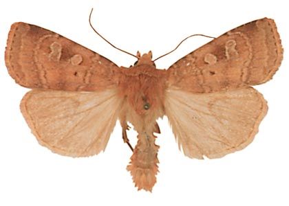 Diarsia florida (F.Schmidt, 1859) attēls