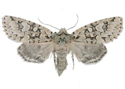 Dichonia aprilina (Linnaeus, 1758) attēls