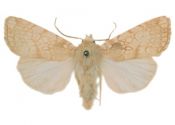 Dicycla oo (Linnaeus, 1758) attēls