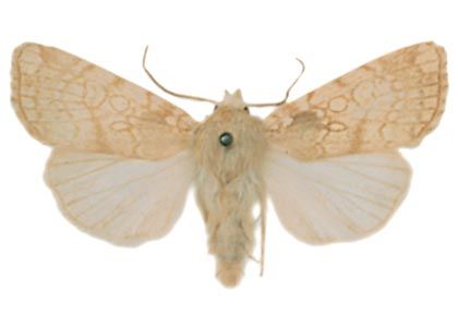 Dicycla oo (Linnaeus, 1758) attēls