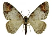 Discoloxia blomeri (Curtis, 1832) attēls