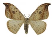 Drepana falcataria (Linnaeus, 1758) attēls